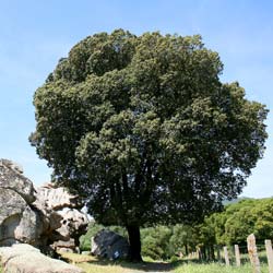 Quercus ilex r